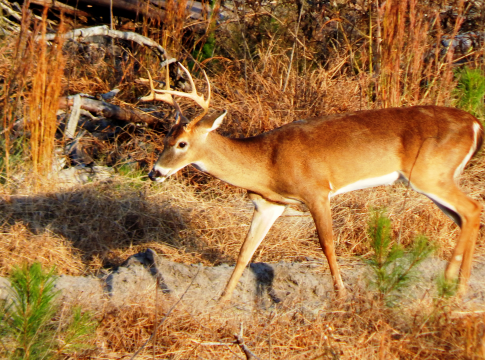 Georgia whitetail season expected yield a slightly higher harvest than previous years, due to factors including favorable hunting weather and hunters with more free time during the pandemic