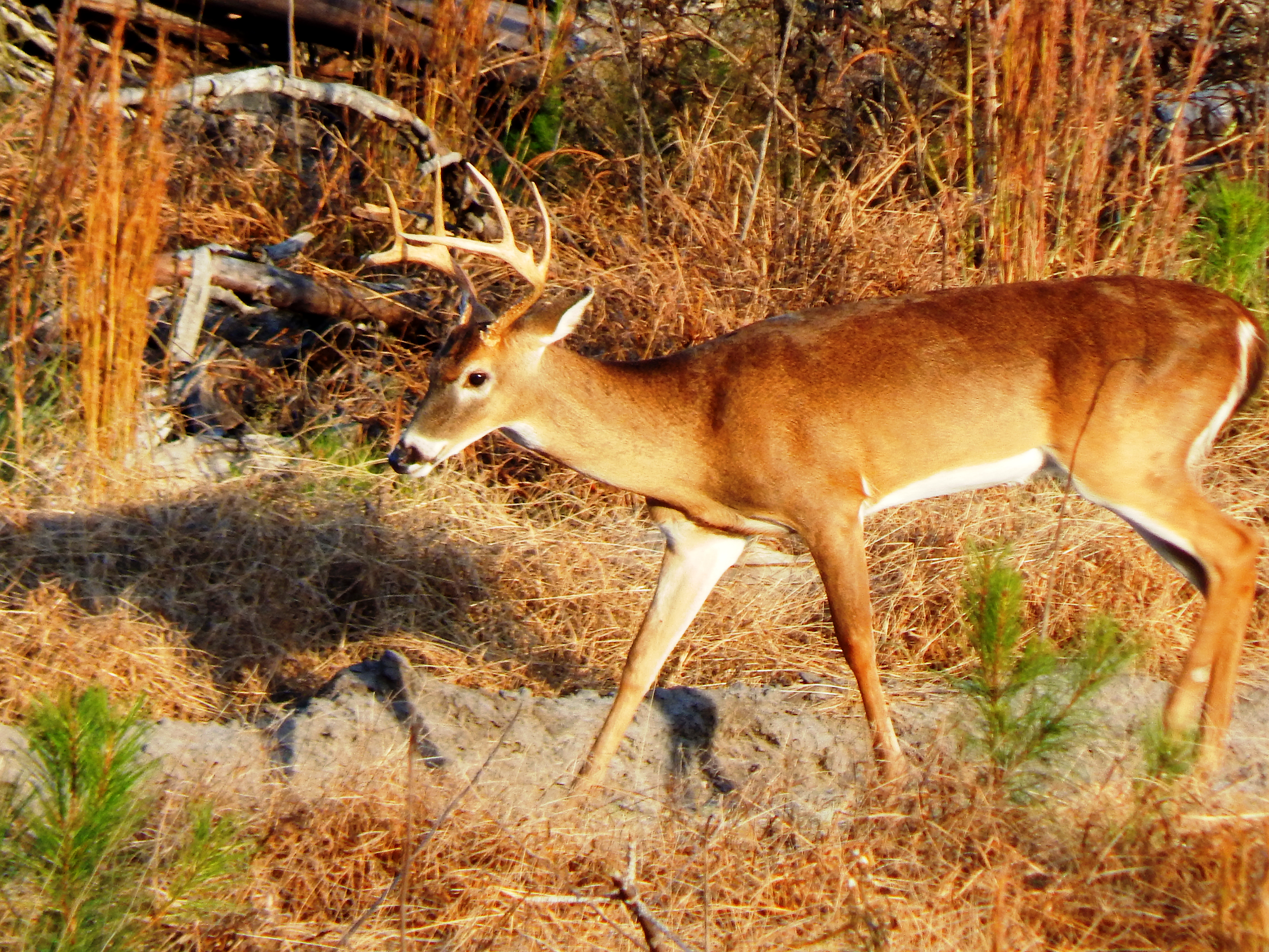 Georgia whitetail season expected yield a slightly higher harvest than previous years, due to factors including favorable hunting weather and hunters with more free time during the pandemic