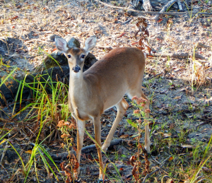 Antlerless deer harvest critical component managing sustainable herd