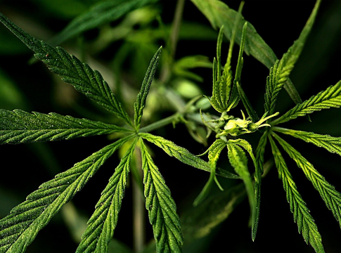 marijuana plant