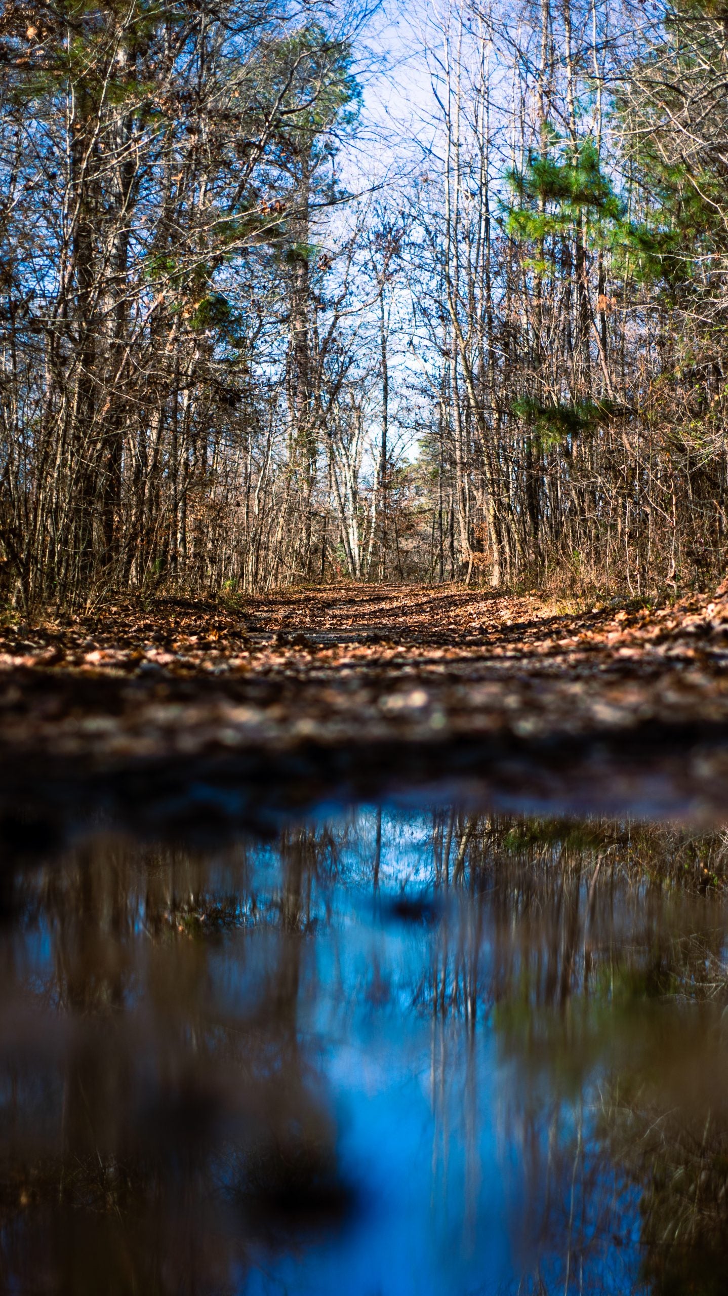 Photojournalism Blanchard Woods Park The Augusta Press