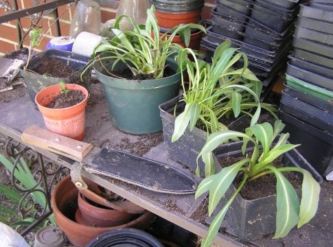Divided perennials