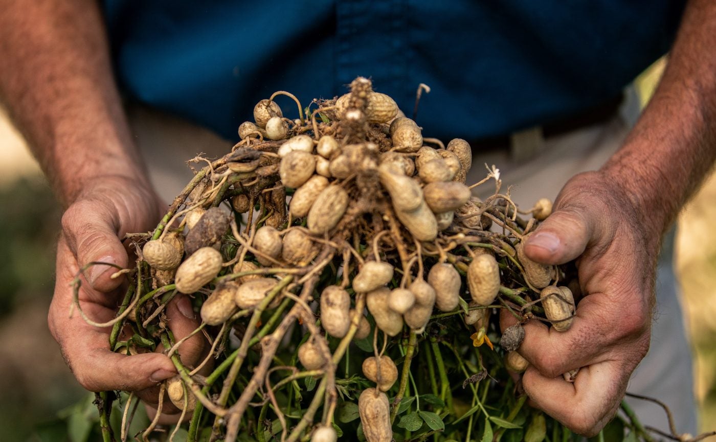 In The Kitchen With Vera peanuts The Augusta Press