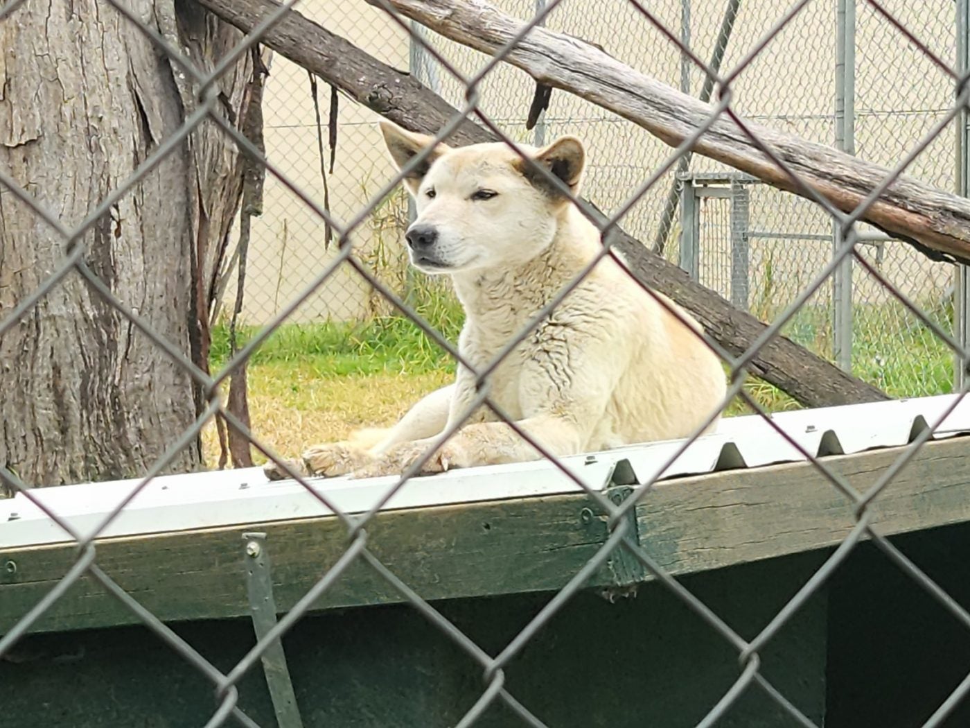 Adventures Down Under Dingo sanctuary The Augusta Press