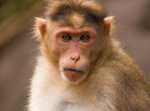 This rhesus macaque is the species of Ovechkin, the MCG medical-research monkey who died in 2014 and led to an ongoing whistleblower lawsuit.