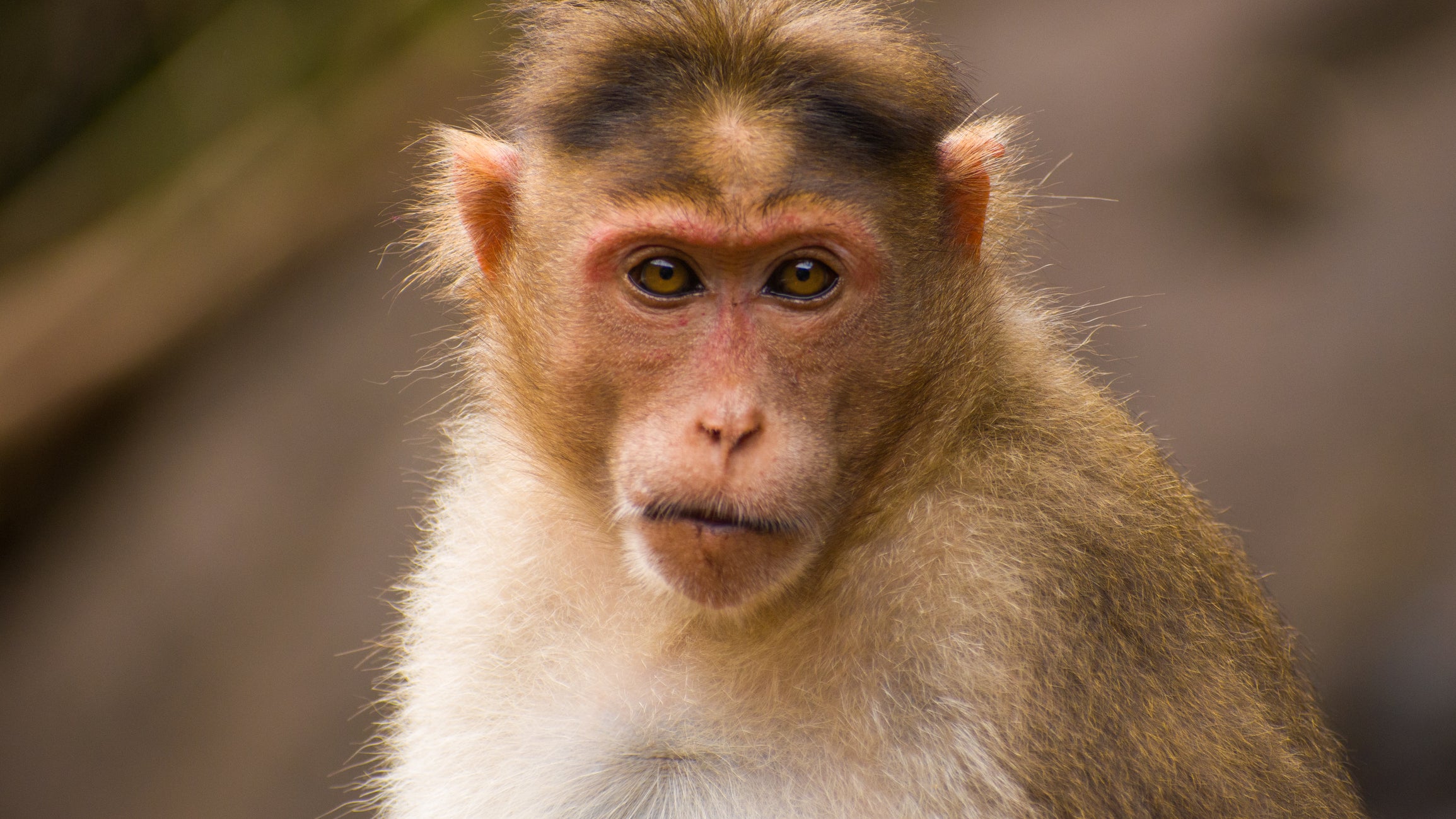 This rhesus macaque is the species of Ovechkin, the MCG medical-research monkey who died in 2014 and led to an ongoing whistleblower lawsuit.