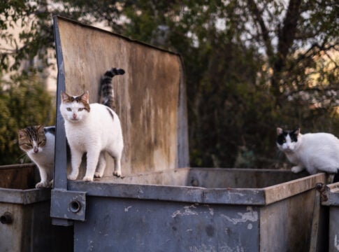 Stray cats search for food in a dumpster. To reduce cat overpopulation, the Augusta Commission adopted a trap-neuter-return program.