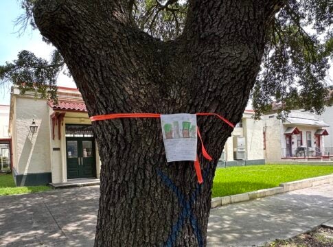 A hand-drawn sign Wednesday asks Augusta to "save our trees" on Greene Street. But by mid-afternoon, this 100-year-old oak in the 300 block was a casualty of local implementation of the Transportation Investment Act. Staff photo by Susan McCord