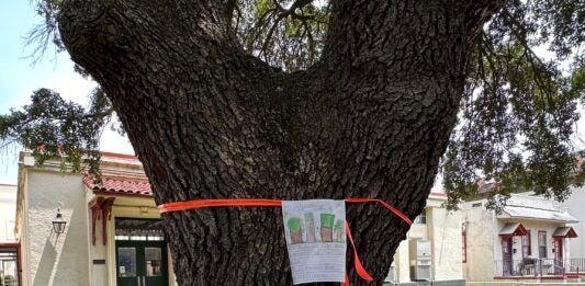 A hand-drawn sign Wednesday asks Augusta to "save our trees" on Greene Street. But by mid-afternoon, this 100-year-old oak in the 300 block was a casualty of local implementation of the Transportation Investment Act. Staff photo by Susan McCord