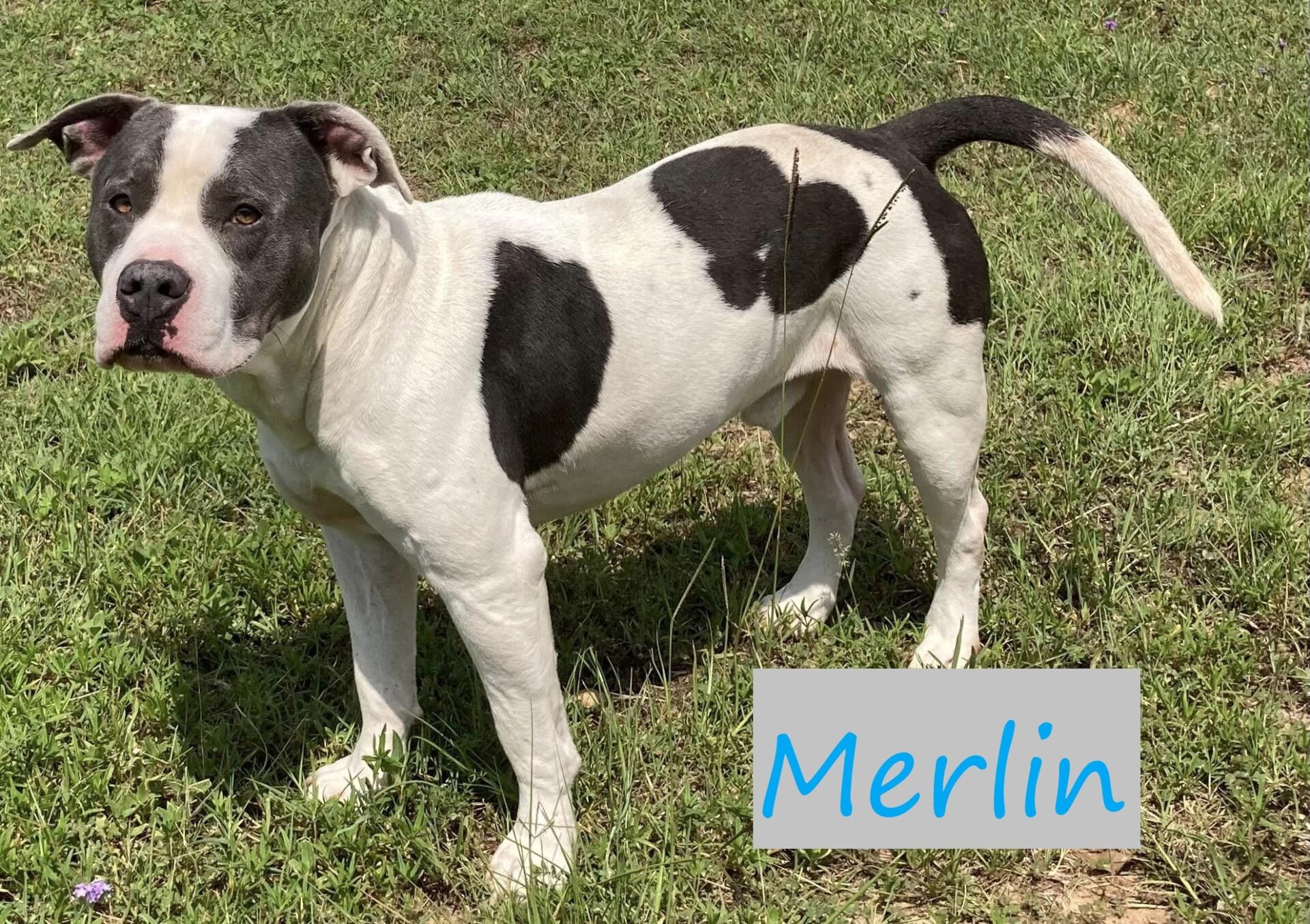 Augusta Animal Shelter’s open house will encourage adoptions