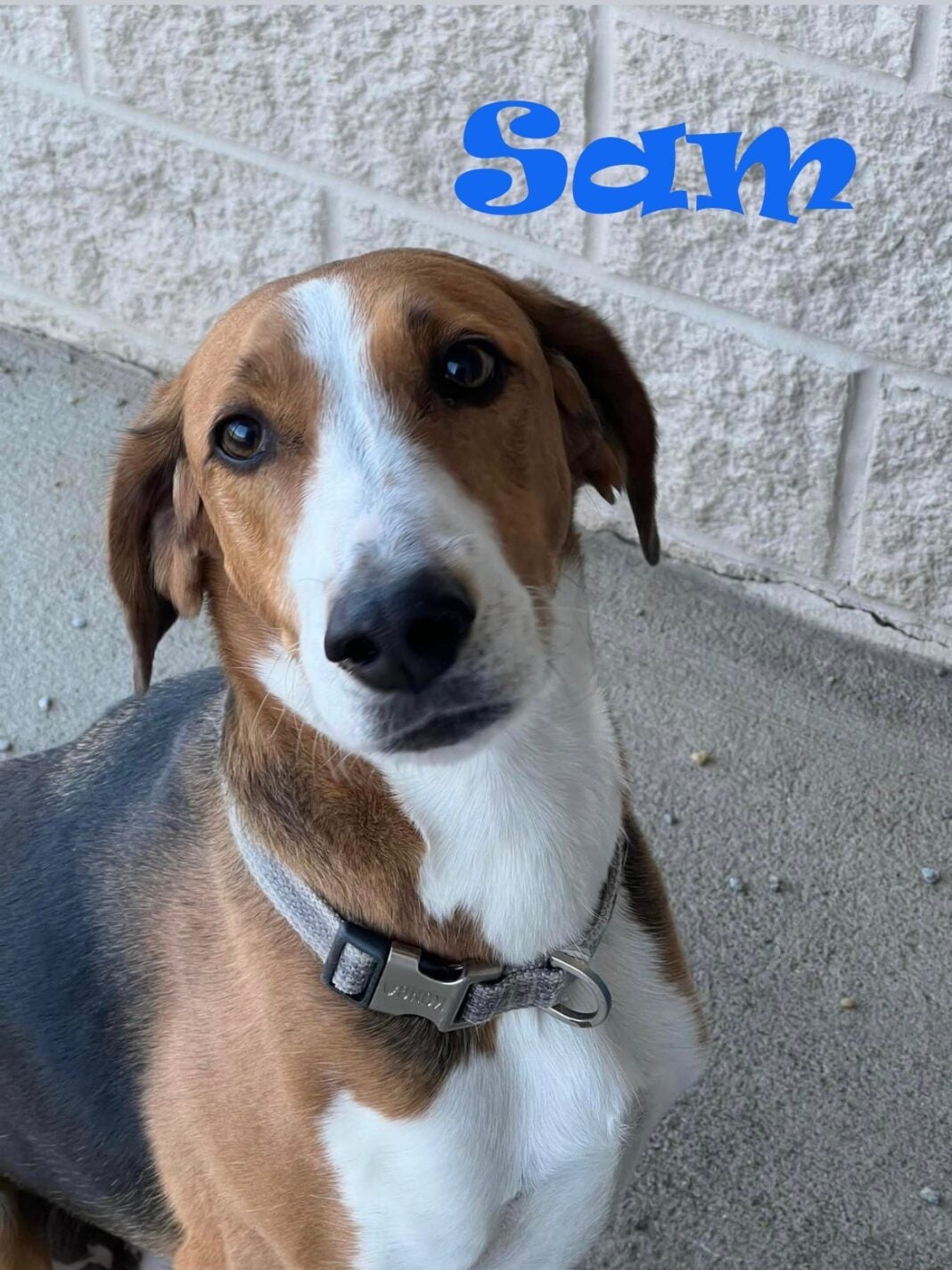 Augusta Animal Services is hosting the annual Home for the Holidays