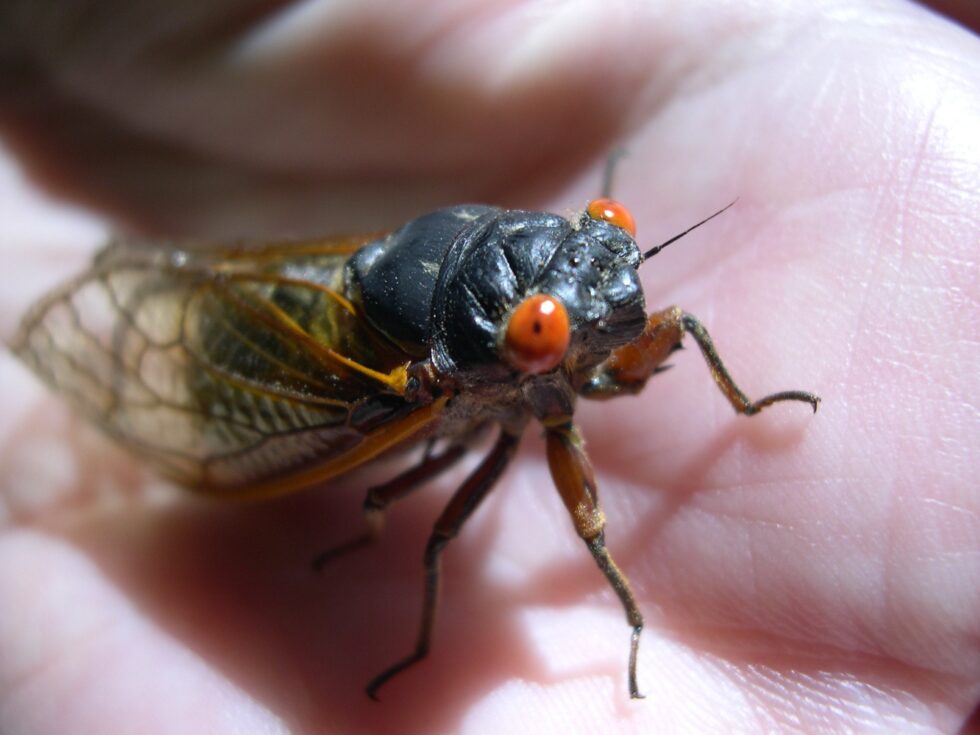 Earthquakes! Volcanos! Floods! …Cicadas? The Augusta Press