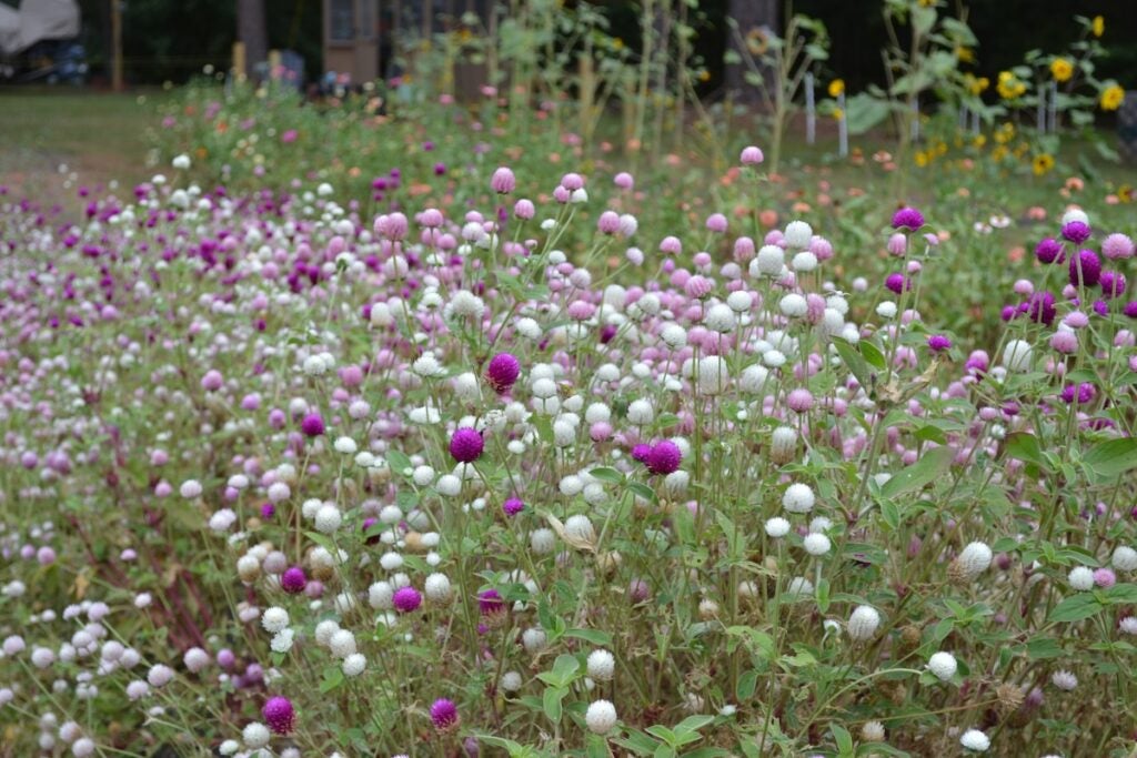 There are purple and white gomphrena flowers at Annie B's Farm. Staff photo by Stephanie Hill