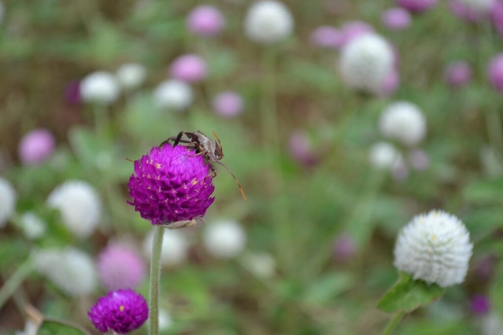 There are purple and white gomphrena flowers at Annie B's Farm. Staff photo by Stephanie Hill
