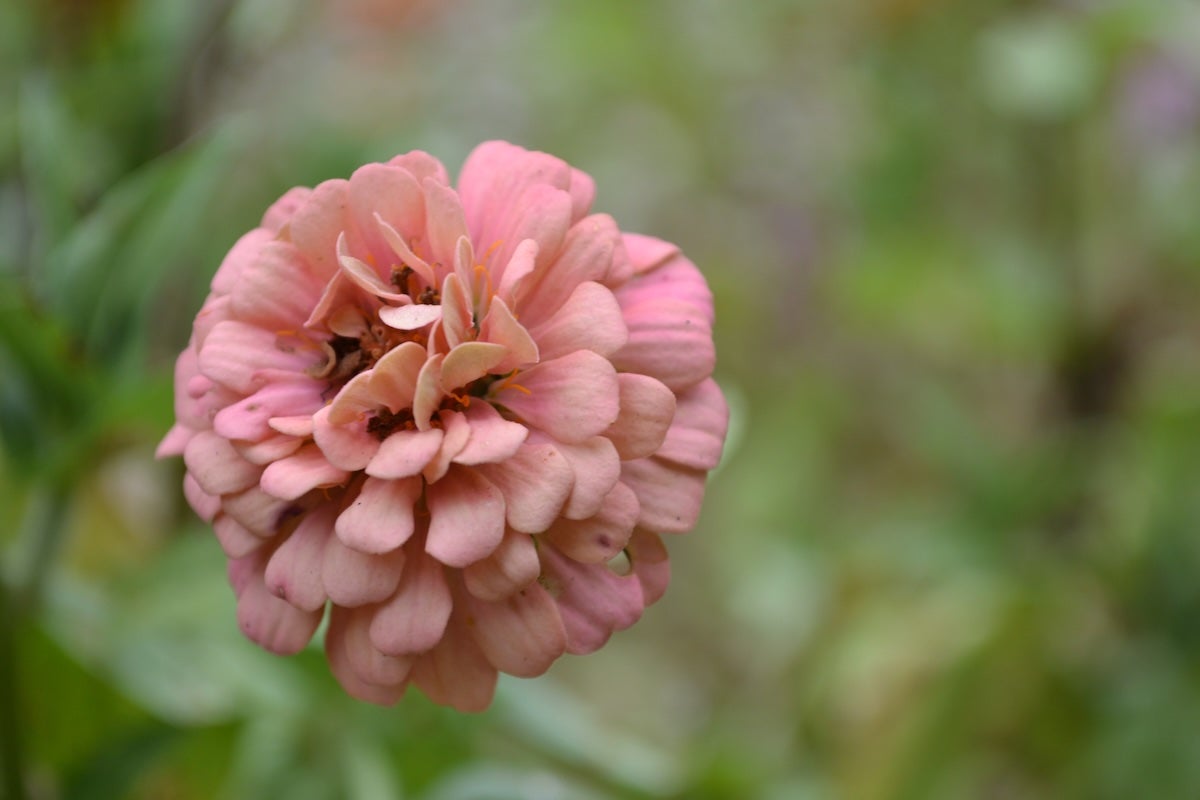Zinnia's are another flower sold at Annie B's Farm. Staff photo by Stephanie Hill