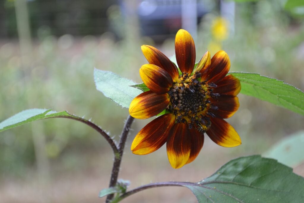 Photo of Autumn Beauty sunflower