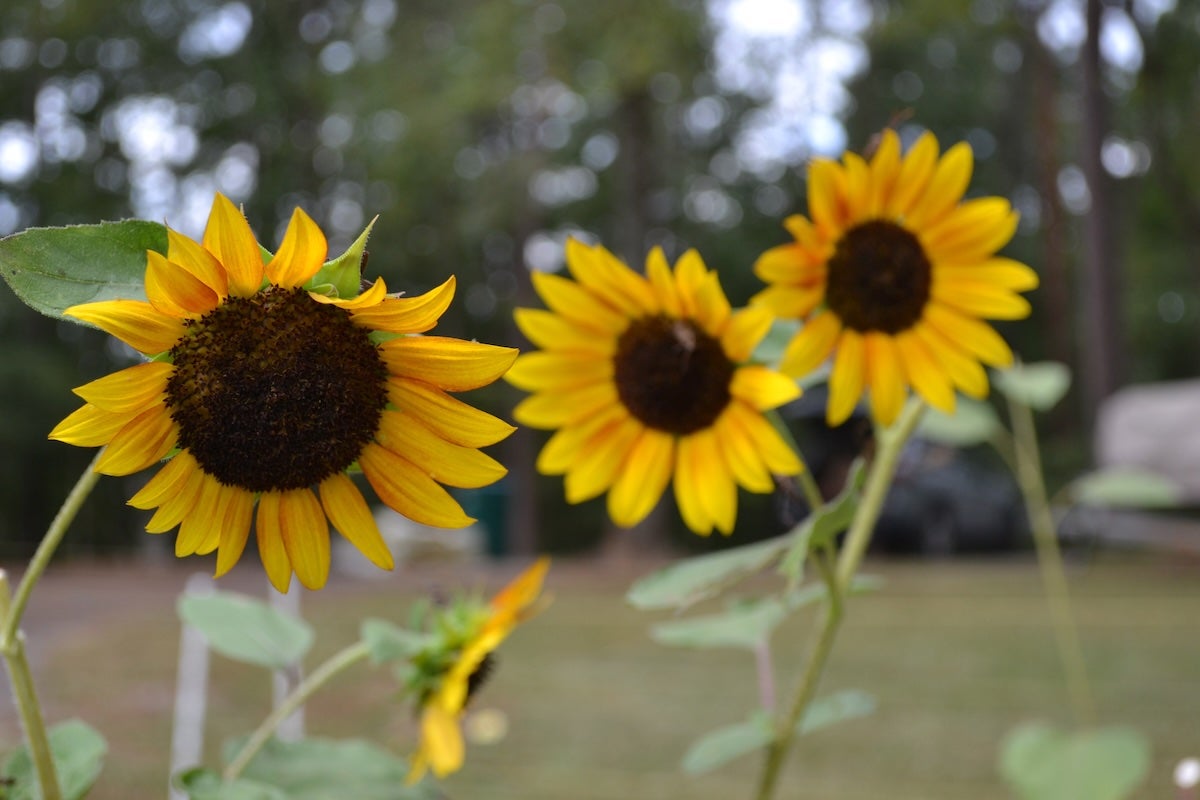 Sunflowers are one of the popular items sold at Annie B's Farm. Staff photo by Stephanie Hill