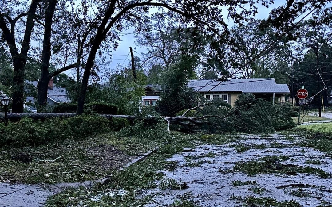 A large pine lies across Russell Street after Hurricane Helene. Staff photo by Susan McCord