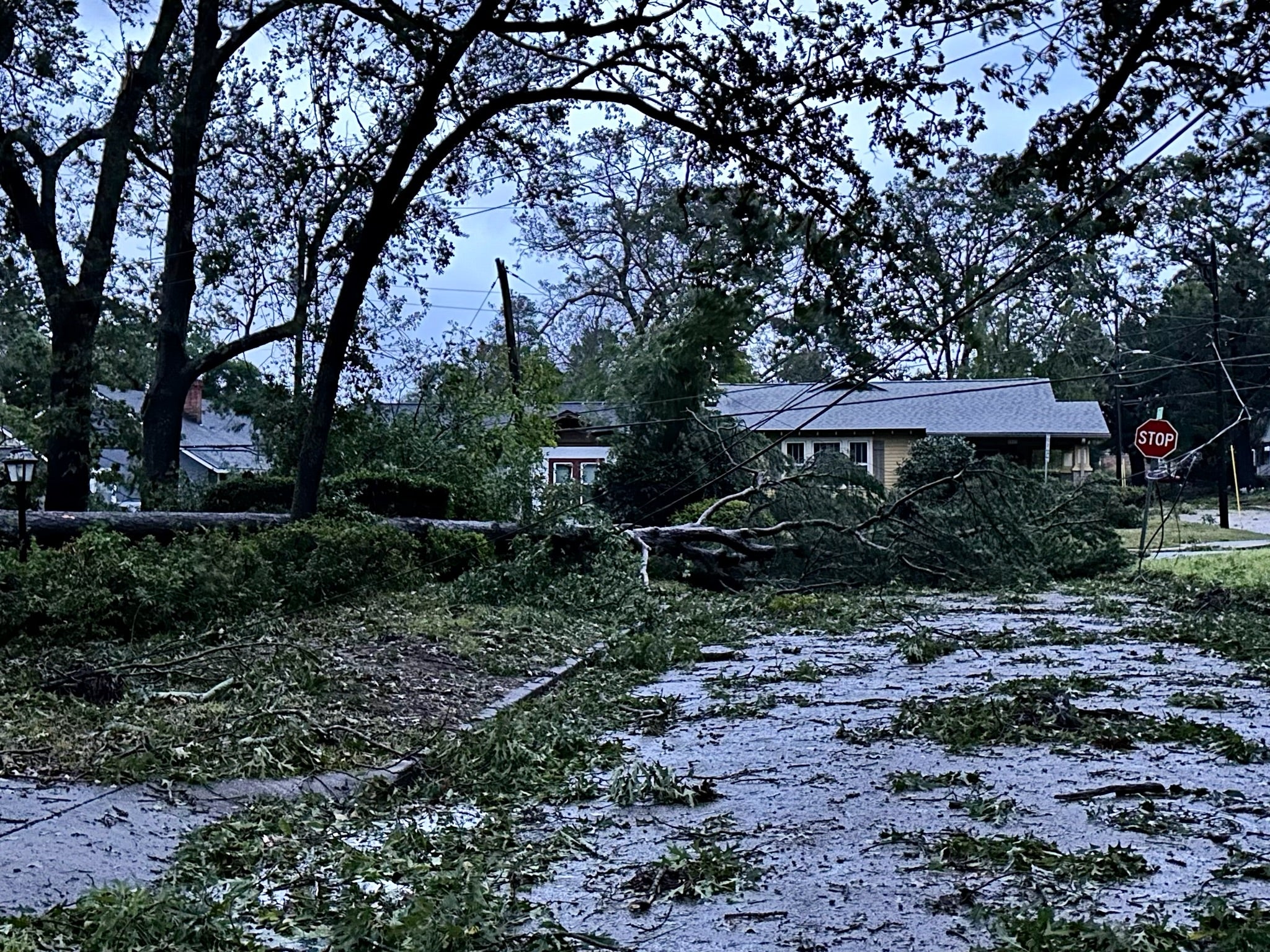 A large pine lies across Russell Street after Hurricane Helene. Staff photo by Susan McCord