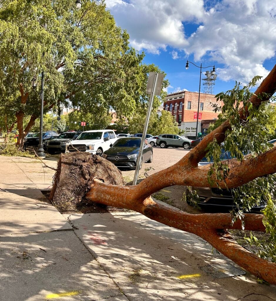 Decorative trees fell along Broad Street in downtown Augusta. Staff photo by Susan McCord