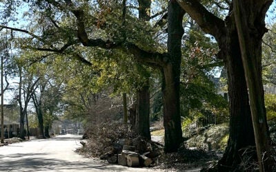 Remaining piles of debris such as this one on Heard Avenue may be removed in the debris removal "final pass" set to begin Monday in Augusta. Staff photo by Susan McCord