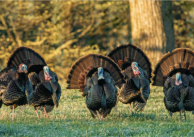 Screenshot 2025-03-20 at 8.45.51 PM