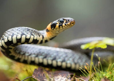 Grass snake (Natrix natrix)