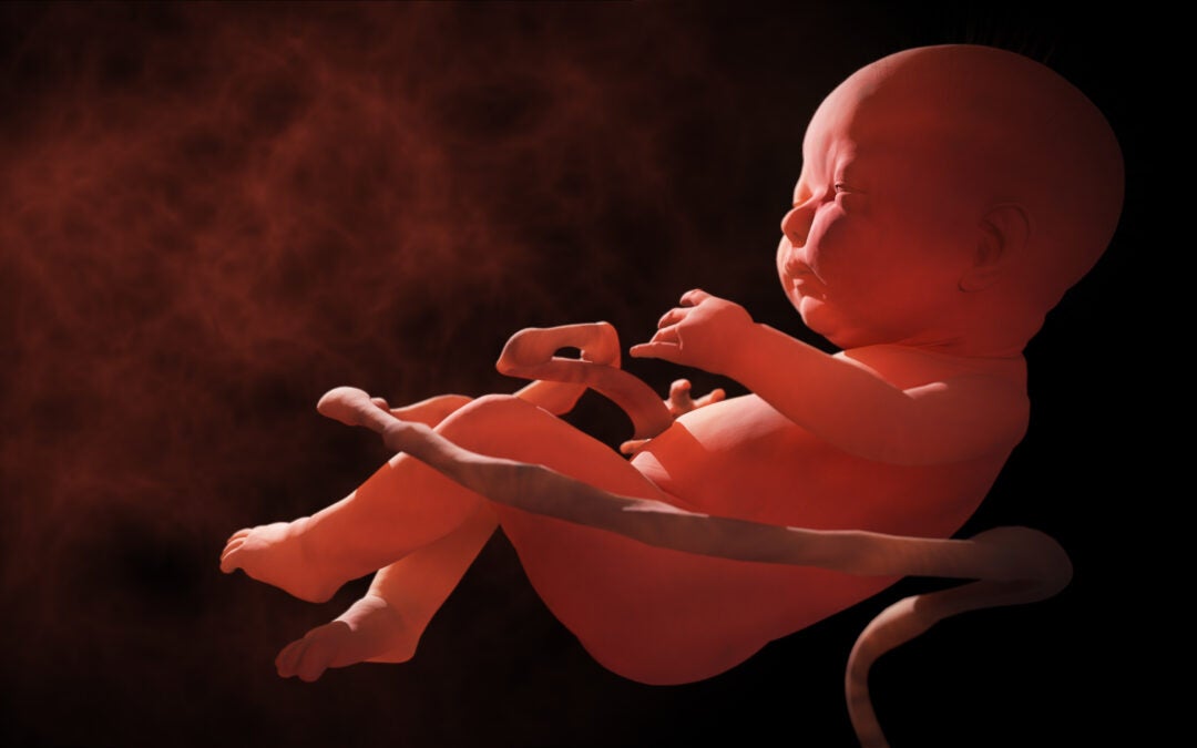 unborn fetus sonogram