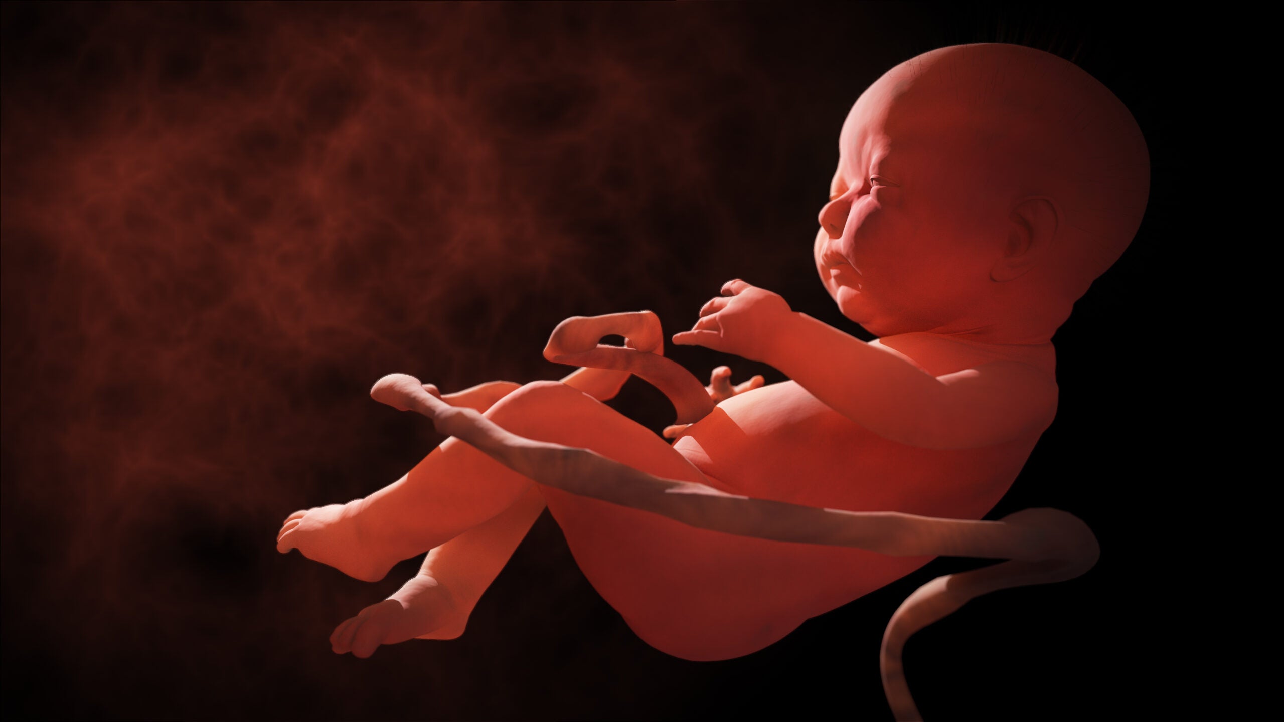 unborn fetus sonogram