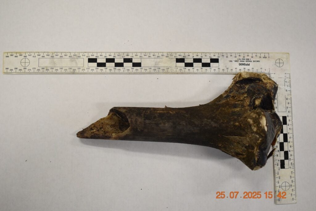 A bone, later determined to be non-human, was found on Naples Drive. Photo courtesy Richmond County Sheriff's Office