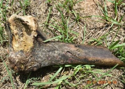 A bone, later determined to be non-human, was found on Naples Drive. Photo courtesy Richmond County Sheriff's Office