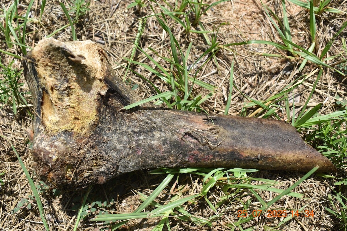 A bone, later determined to be non-human, was found on Naples Drive. Photo courtesy Richmond County Sheriff's Office