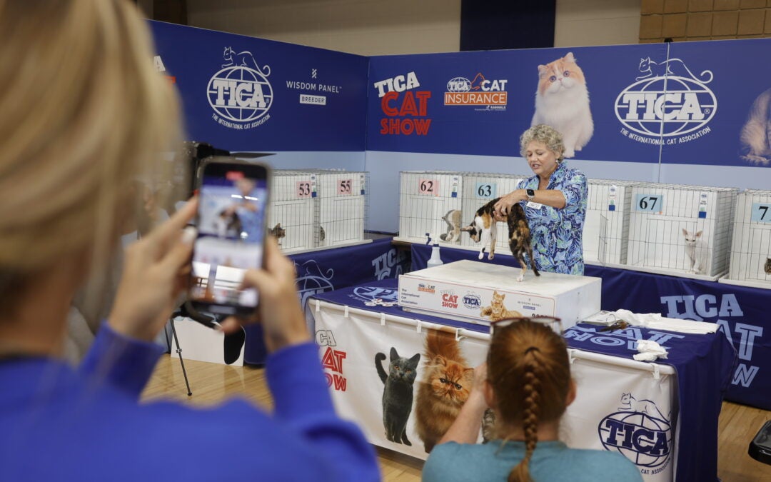 The International Cat Association judging at the Cat Show and Adoption Event in North Augusta. Photo by Randy Pace