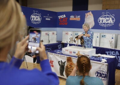 The International Cat Association judging at the Cat Show and Adoption Event in North Augusta. Photo by Randy Pace