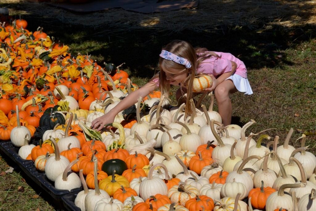 Charlotte Watson looks at the variety of pumpkins available at the Marvin United Methodist Church pumpkin patch. Staff photo by Stephanie Hill