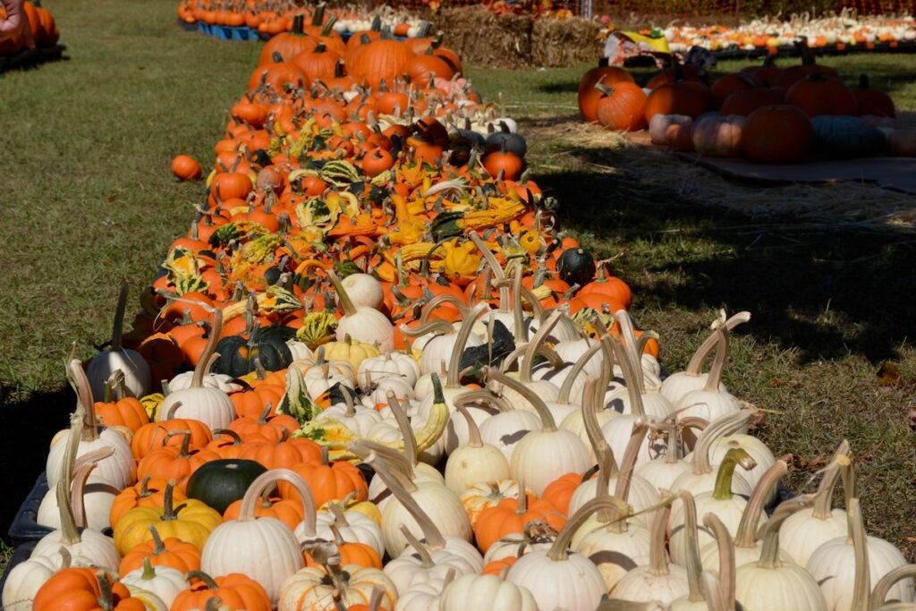 The Marvin United Methodist Church pumpkin patch has all kinds of pumpkins available for sale. Staff photo by Stephanie Hill