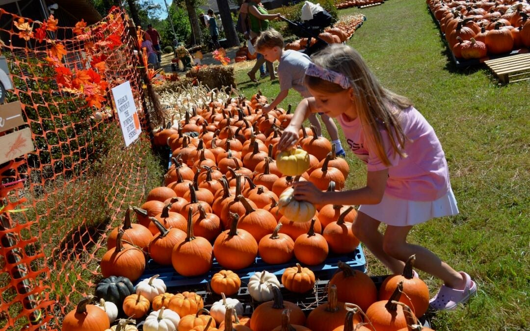 Charlotte and James Watson has fun looking at all the pumpkins at Marvin United Methodist Church.