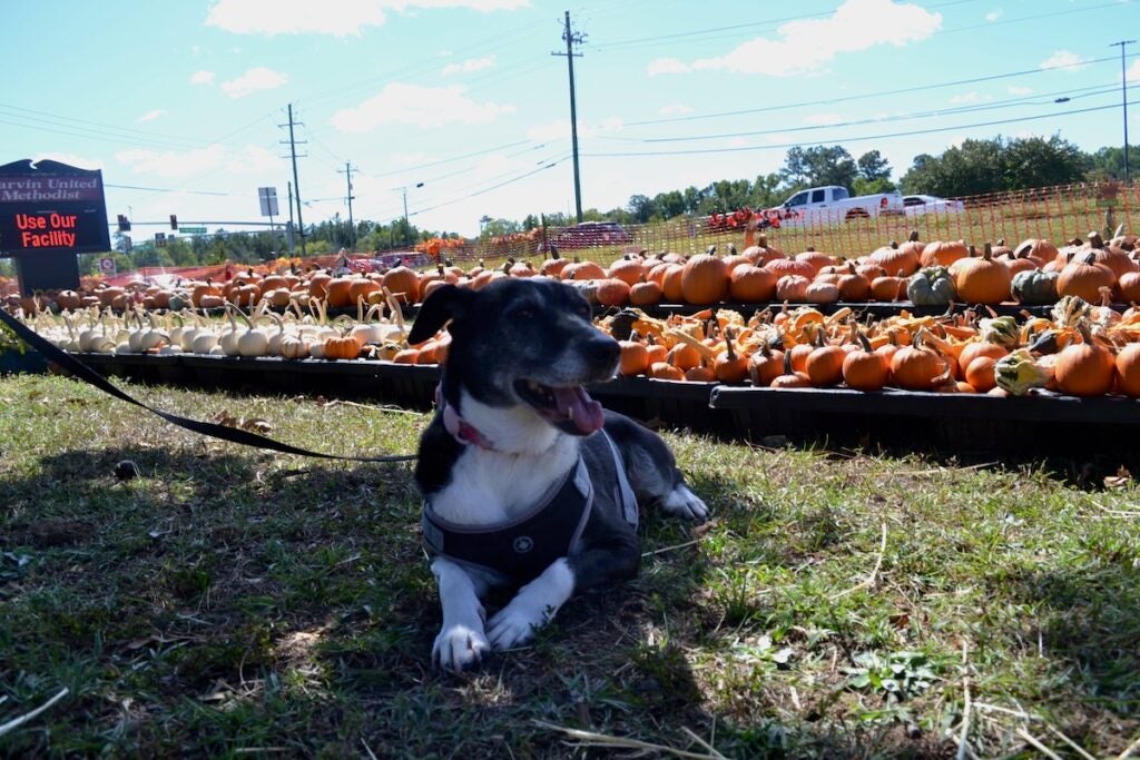Maggie was excited to look at all the pumpkins at Marvin United Methodist Church pumpkin patch. Staff photo by Stephanie Hill