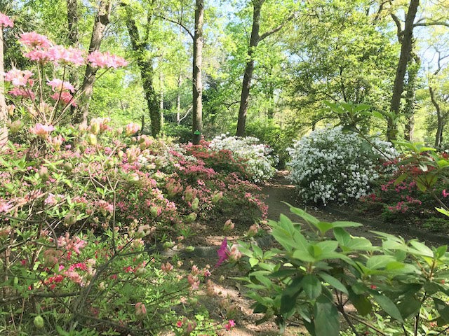 Azalea Walk restoration to begin after Hurricane Helene damage - The ...