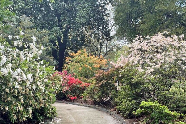Azalea Walk restoration to begin after Hurricane Helene damage - The ...
