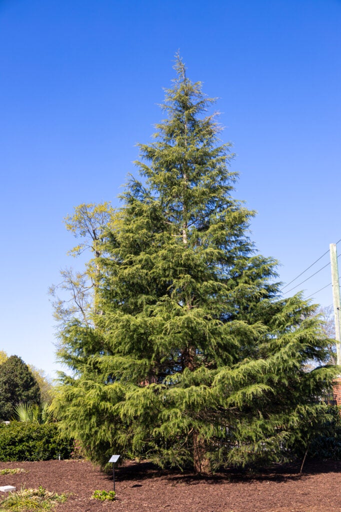 Augusta University celebrates new trees at Summerville campus ...