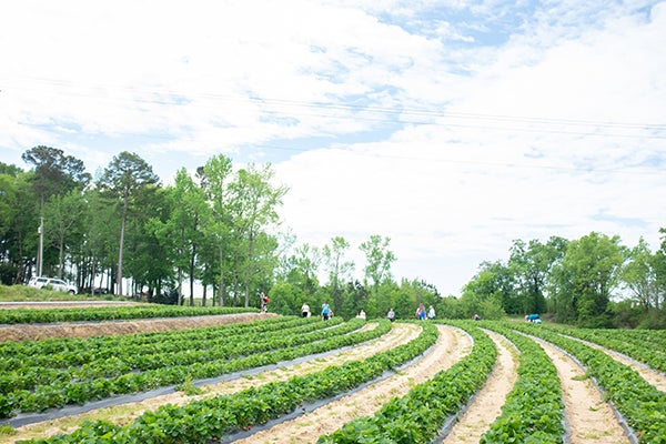 Pick your own summer memories at local berry farms - The Augusta Press